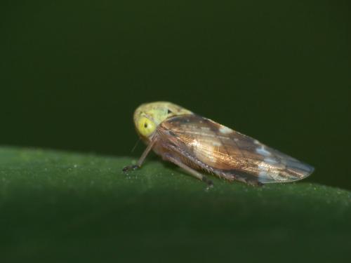 Réf. 211 992 : Tremulicerus tremulae